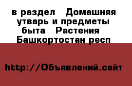  в раздел : Домашняя утварь и предметы быта » Растения . Башкортостан респ.